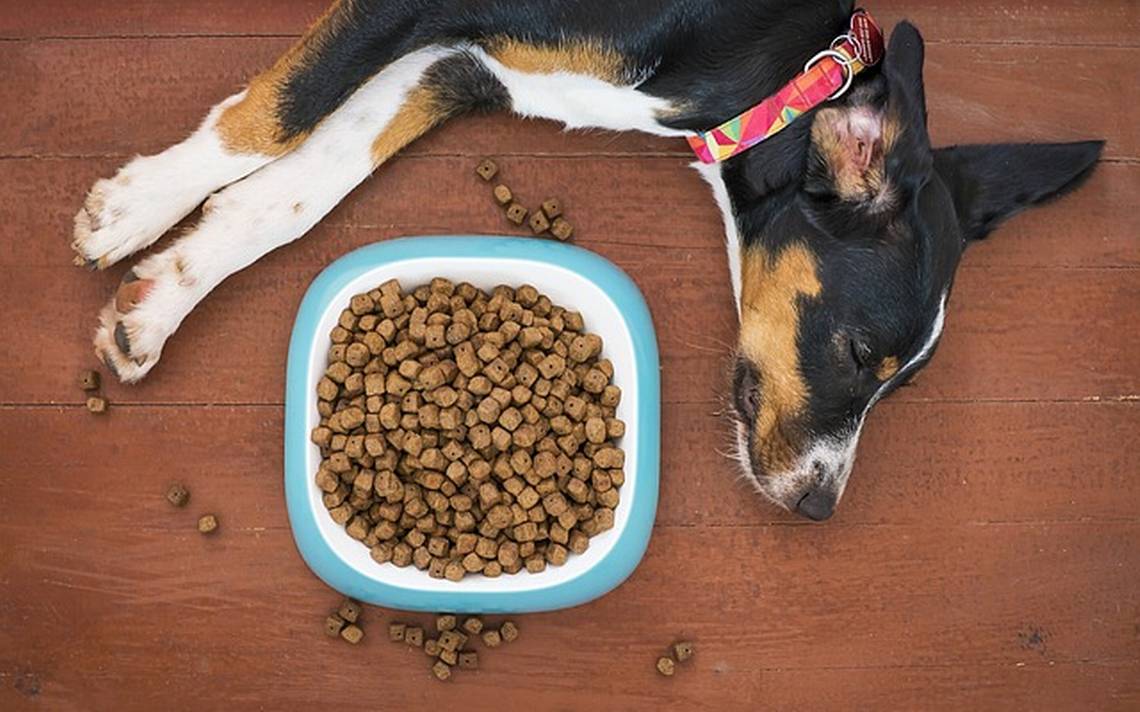 Las peores croquetas para perro, según la Profeco - El Sol de Zamora |  Noticias Locales, Policiacas, sobre México, Michoacán y el Mundo