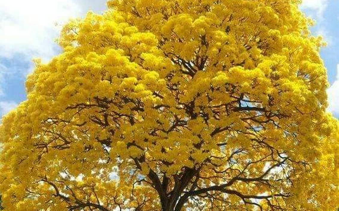 Cómo es el árbol de lluvia de oro - El Sol de Zamora | Noticias Locales,  Policiacas, sobre México, Michoacán y el Mundo