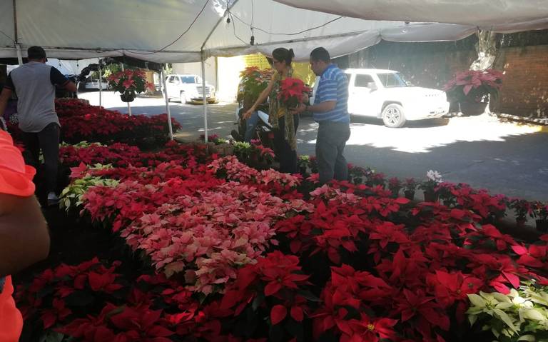 La flor de nochebuena ya adorna la ciudad - El Sol de Zamora | Noticias  Locales, Policiacas, sobre México, Michoacán y el Mundo